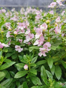 粉色花卉