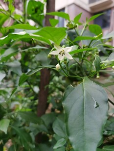 辣椒花