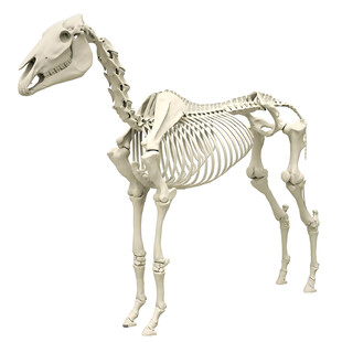 现代马骨骼免扣PNG