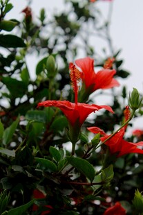 木槿