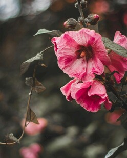 木槿