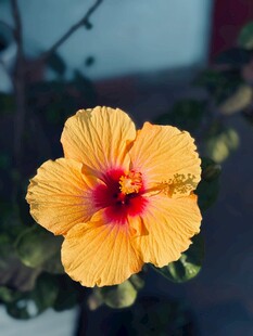 木槿