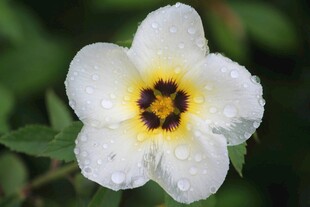 木槿