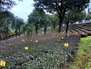紫娟茶林