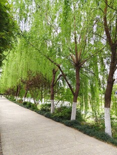 春日柳荫小道