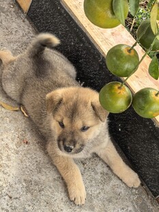 小灰狗