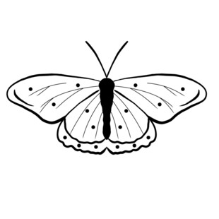 蝴蝶线稿