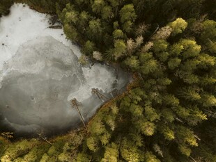 雪覆松枝景