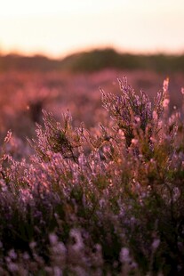 夕阳下的紫色花草美景