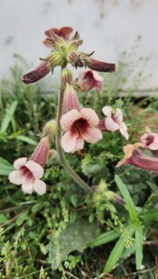 喇叭花