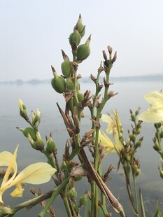 水边绽放的黄色花卉