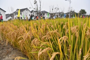 金黄稻田旁的乡村景致
