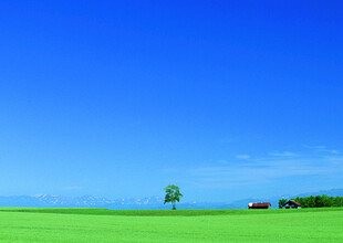 广袤绿野中的孤独小树