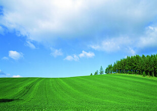 广袤绿野蓝天美景