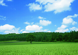 广袤绿野与蓝天白云美景