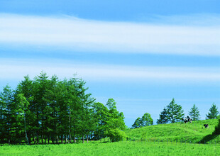 翠绿原野上的葱郁树林