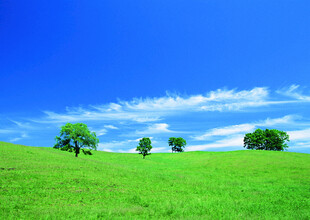翠绿草地与蓝天树木美景