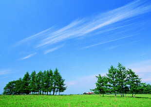 蓝天绿地间的葱郁树木