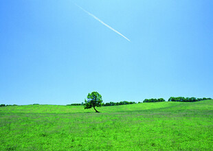 广袤绿野中的孤独小树
