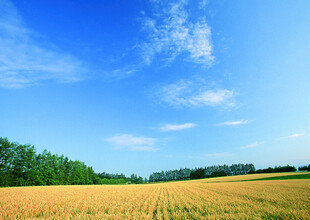 金黄田野与蓝天绿树美景