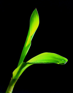 嫩绿新芽破土而出