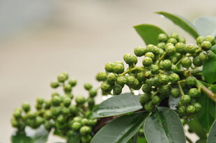 藤椒  青花椒