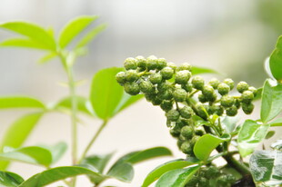 藤椒  青花椒