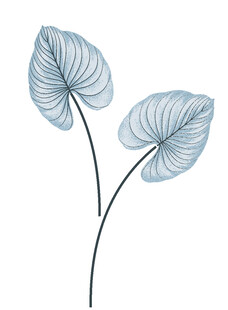蓝叶植物插画
