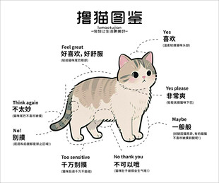 撸猫图鉴之猫咪姿态展示