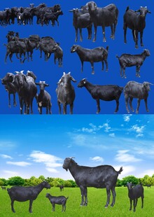 黑山羊