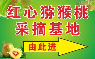 红心猕猴桃 采摘基地