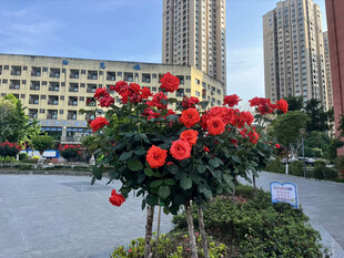 城市中绽放的艳丽红玫瑰