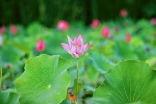 荷花 荷叶