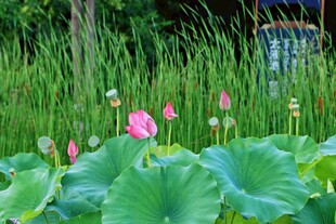 荷花