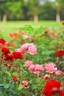 月季花