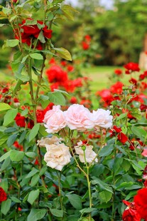 月季花