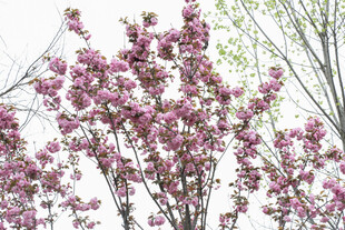 樱花 