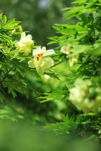 黄牡丹