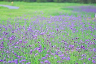 薰衣草