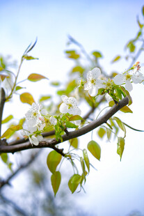 梨花 