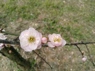 梅花