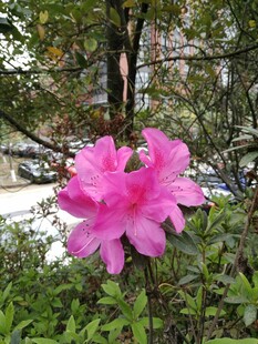 杜鹃花