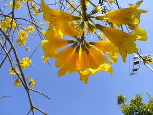 风铃花
