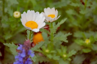 小白菊