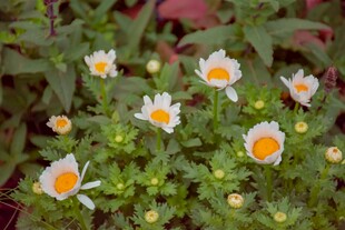 小雏菊
