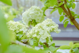 绣球花
