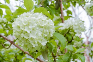 绣球花