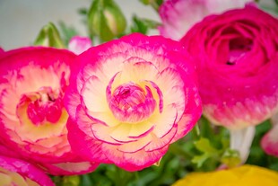 花毛茛