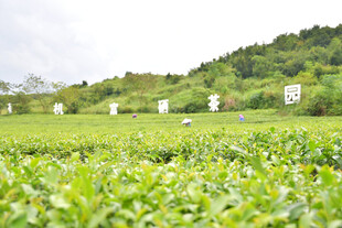 广西上林大明山茶园景区
