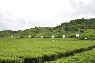 广西上林大明山茶园景区